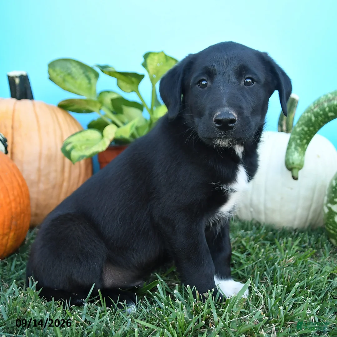 Mixed Breed dogs for sale: Raleigh - Ad 3