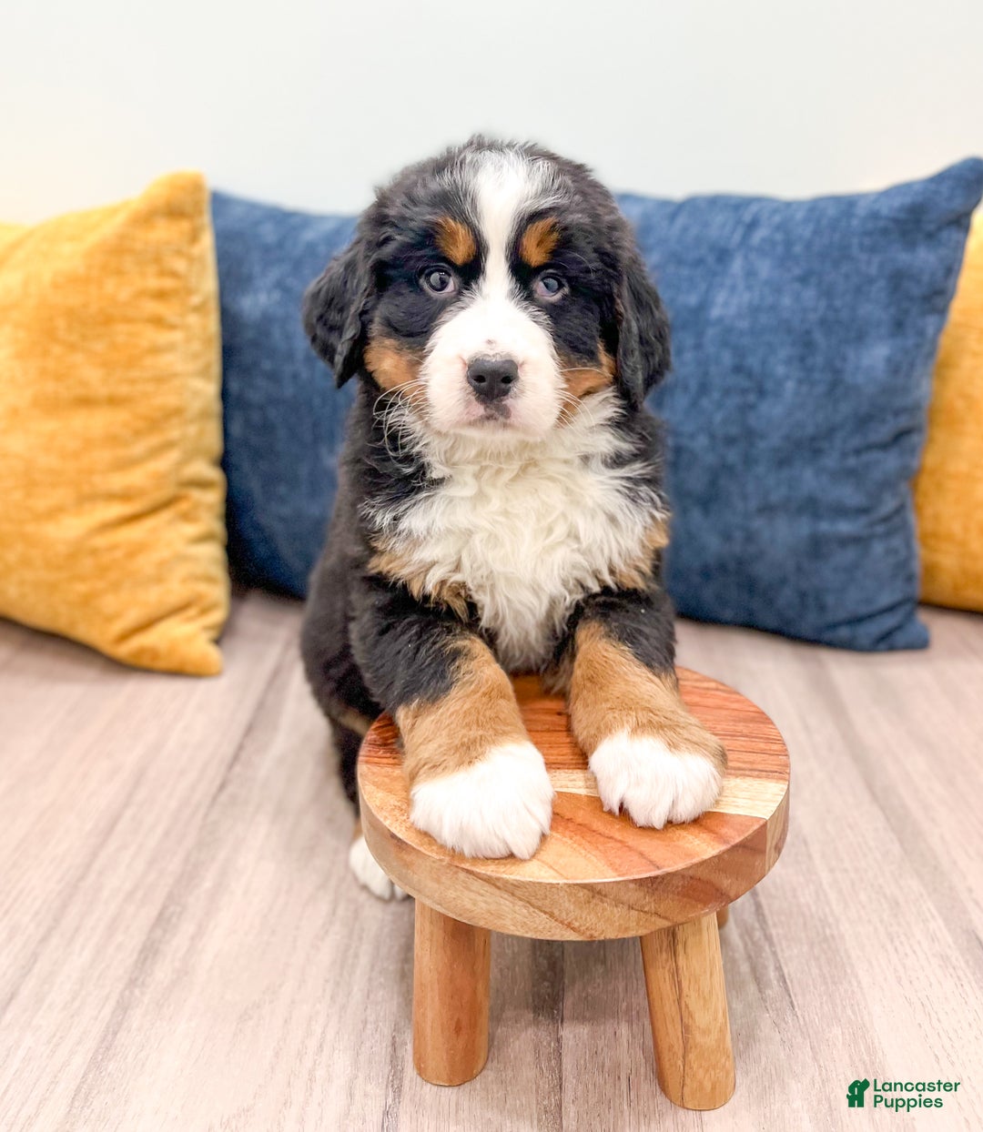 Bernese Mountain Dog dogs for sale: Rosie - Ad 2