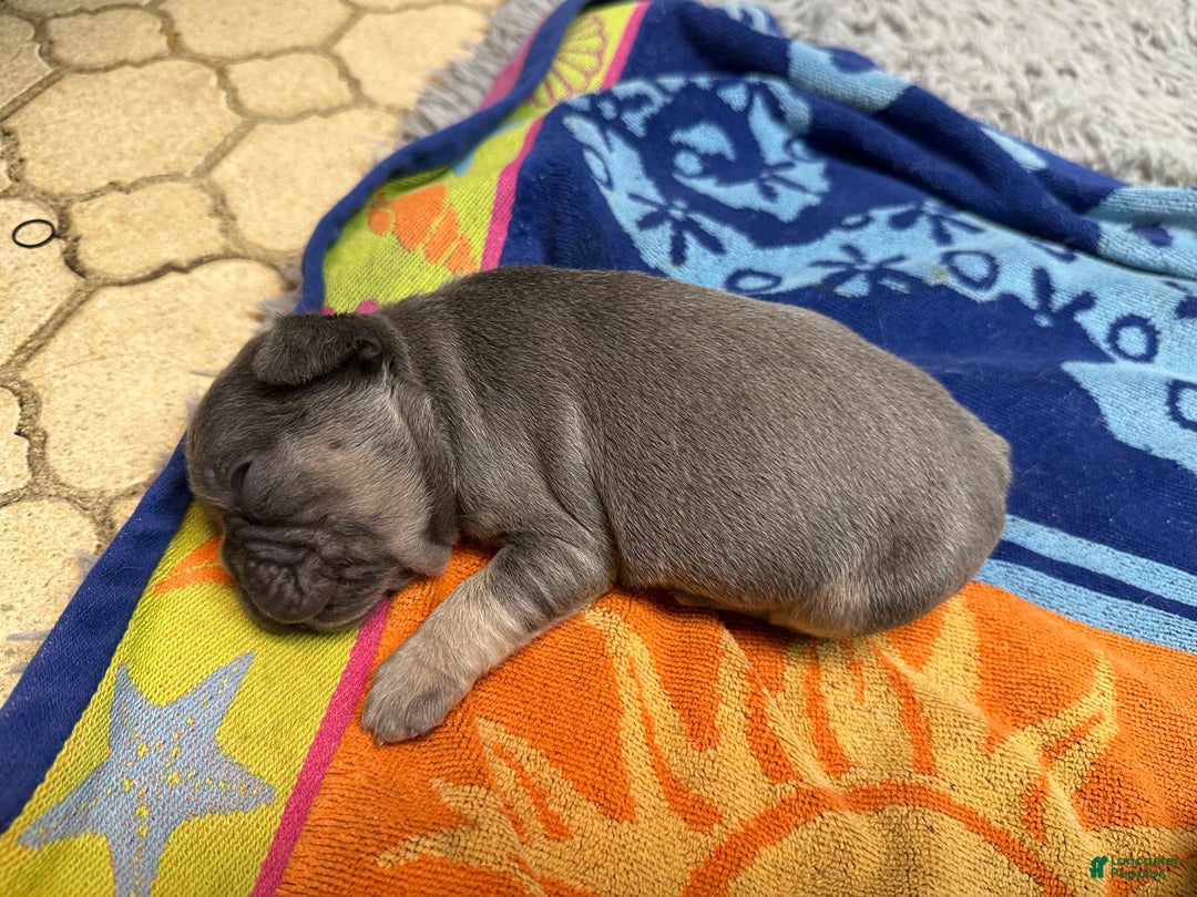 French Bulldog dogs for sale: Boss - Ad 9