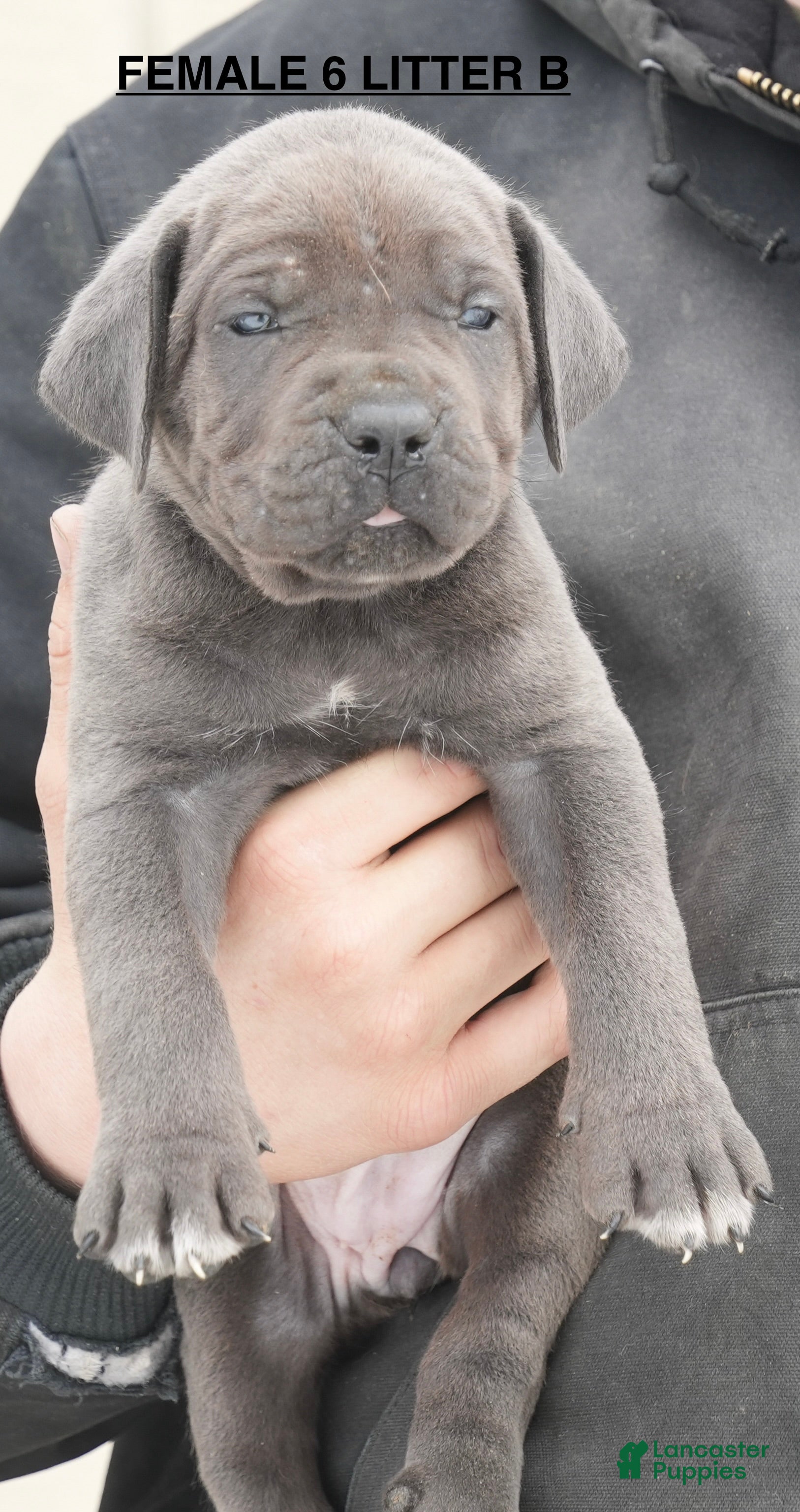 Cane Corso dogs Female 6 Litter B - Ad 25
