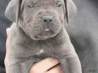 Cane Corso dogs Female 6 Litter B - Ad 25