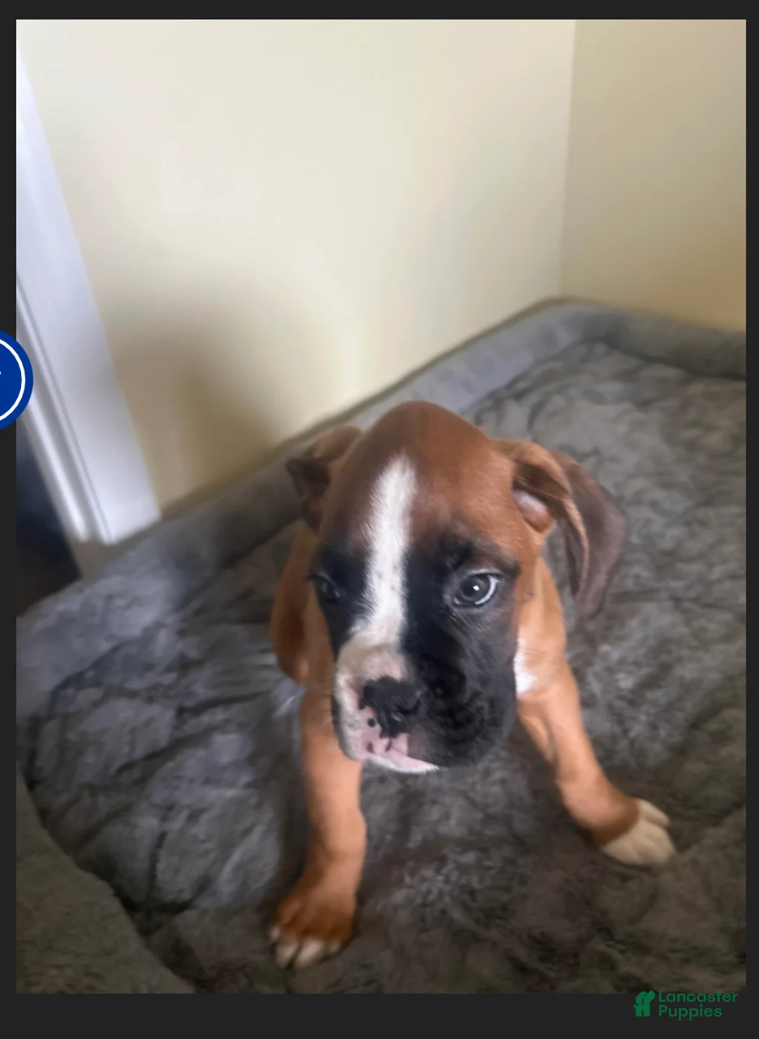 Boxer dogs for sale: Boxer 2 - Ad 2
