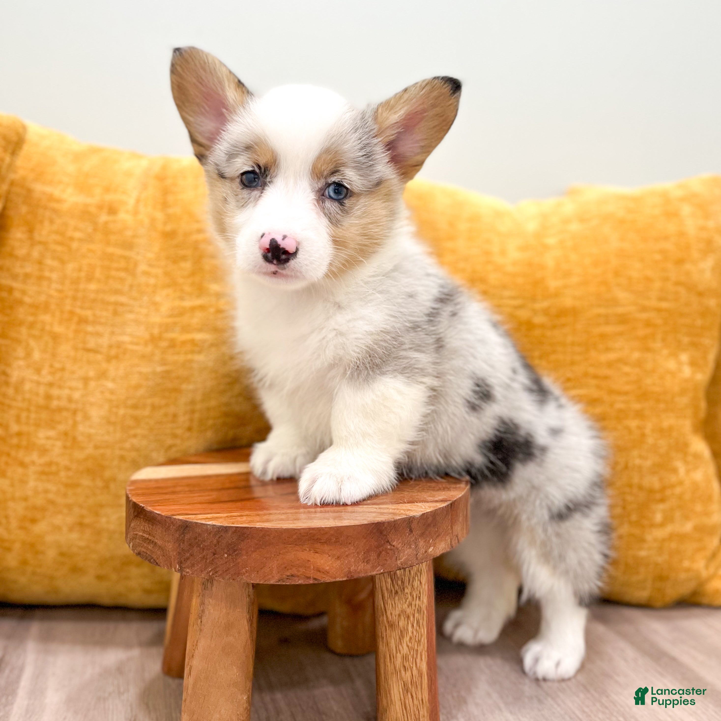 Welsh Corgi Pembroke dogs Sally - Ad 1