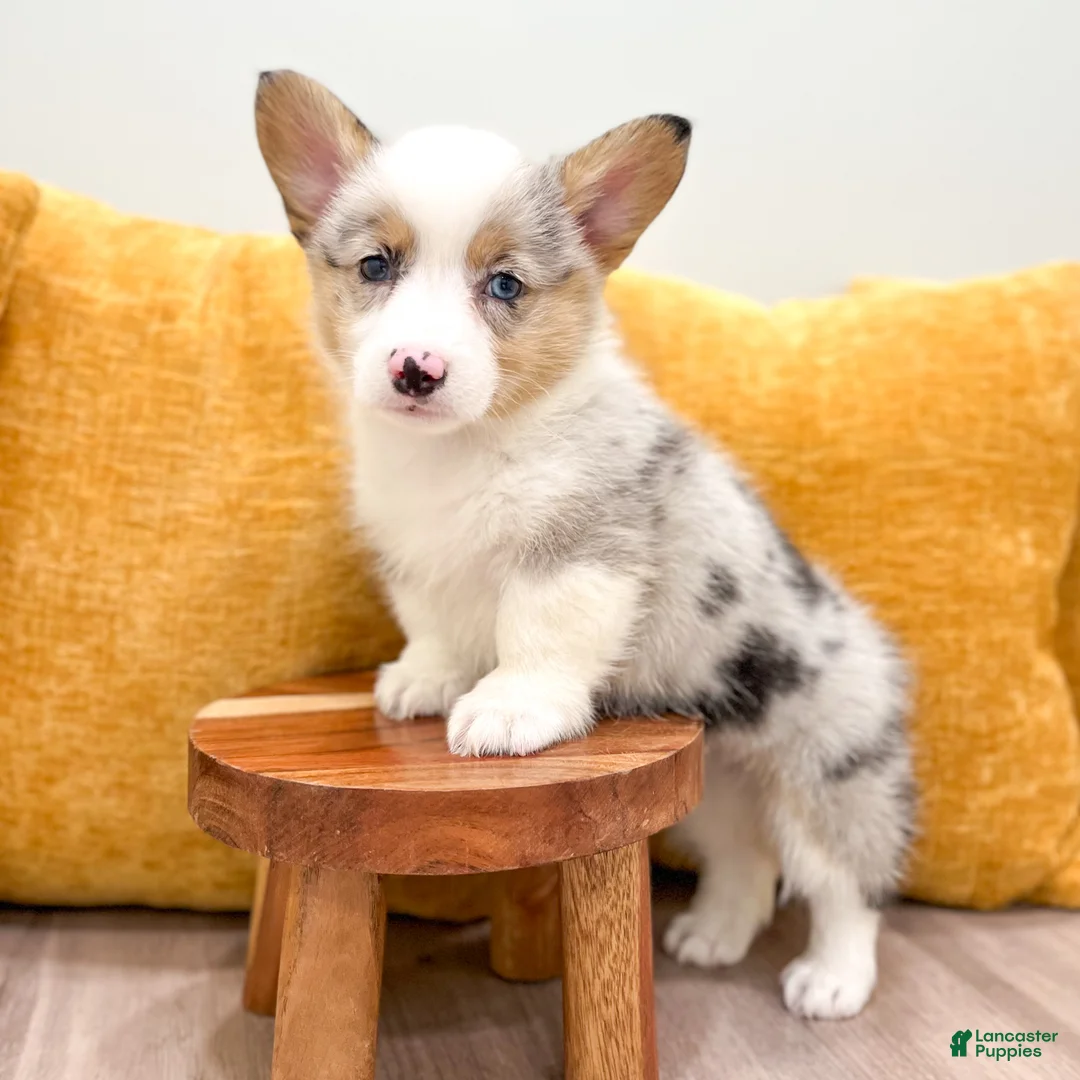 Welsh Corgi Pembroke dogs for sale: Sally - Ad 1