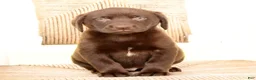 Labrador Retriever dogs for sale: Freddy - Ad 6