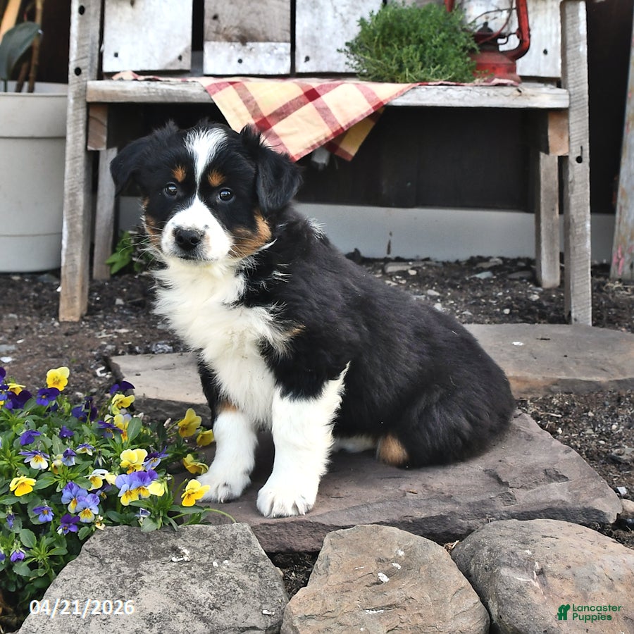 Australian Shepherd dogs Benji - Ad 2