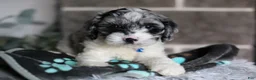 Cavapoo dogs for sale: Hudson - Ad 12
