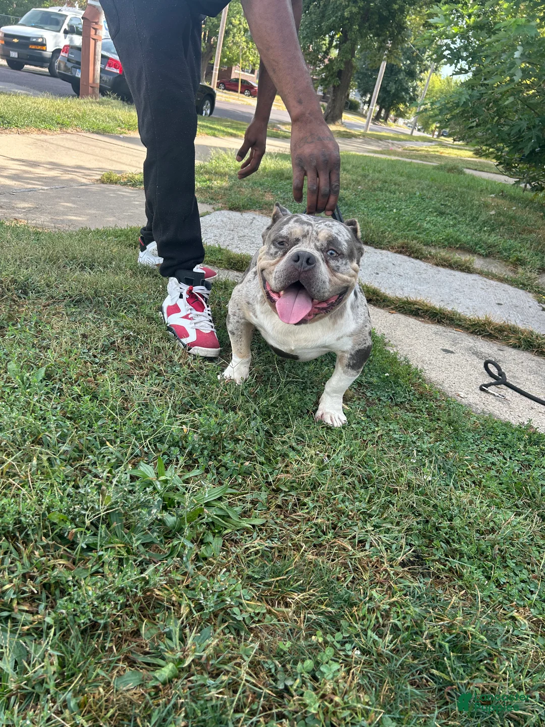 American Bully dogs for sale: American Bully Puppy  - Ad 5