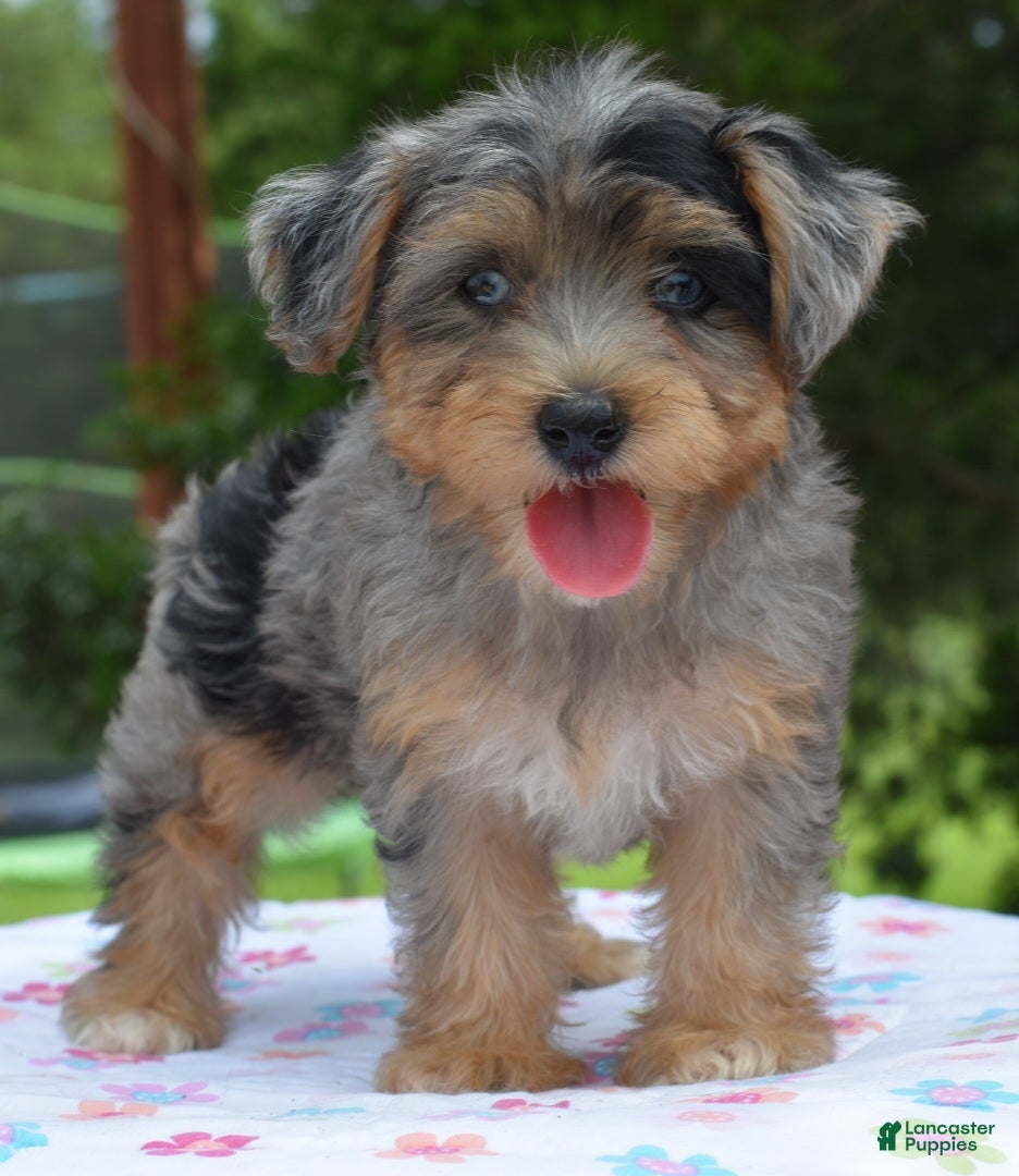 Yorkiepoo dogs Sapphire blue eyes  - Ad 1
