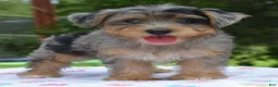 Yorkiepoo dogs for sale: Sapphire blue eyes  - Ad 1