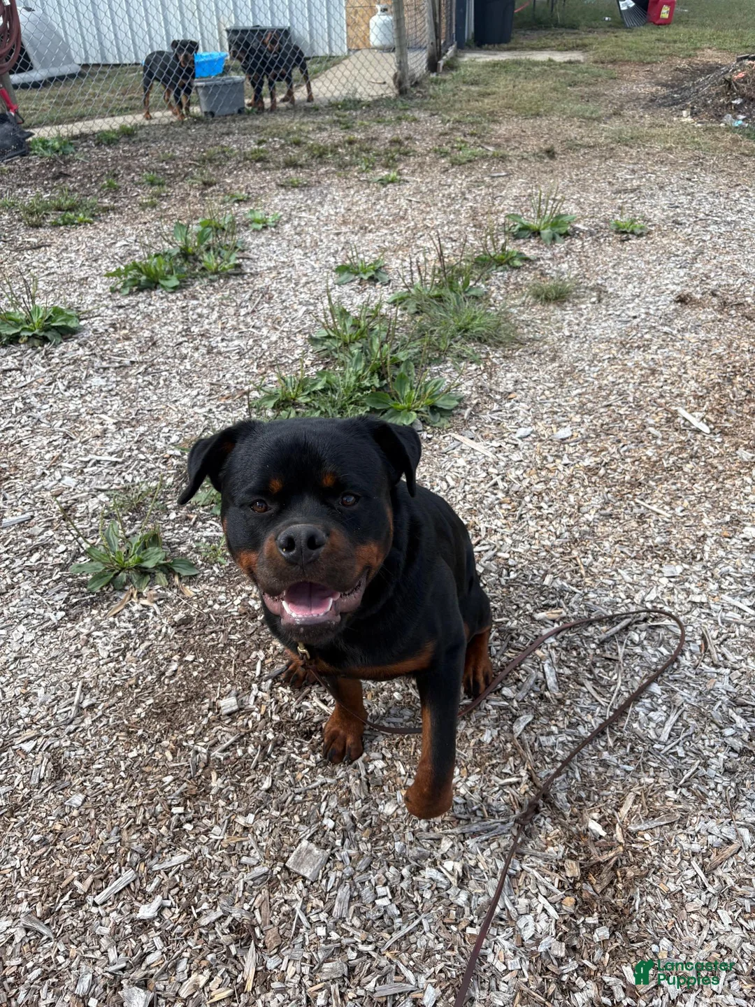 Rottweiler dogs for sale: "GUS" - Ad 3