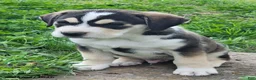 Mixed Breed dogs for sale: Jake - Ad 3