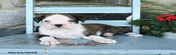 Boxer dogs for sale: Bristol - Ad 3