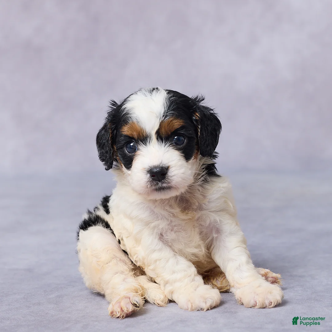 Cavapoo dogs for sale: Brynn - Ad 1