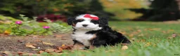 Mini Bernedoodle dogs for sale: Miley - Ad 5