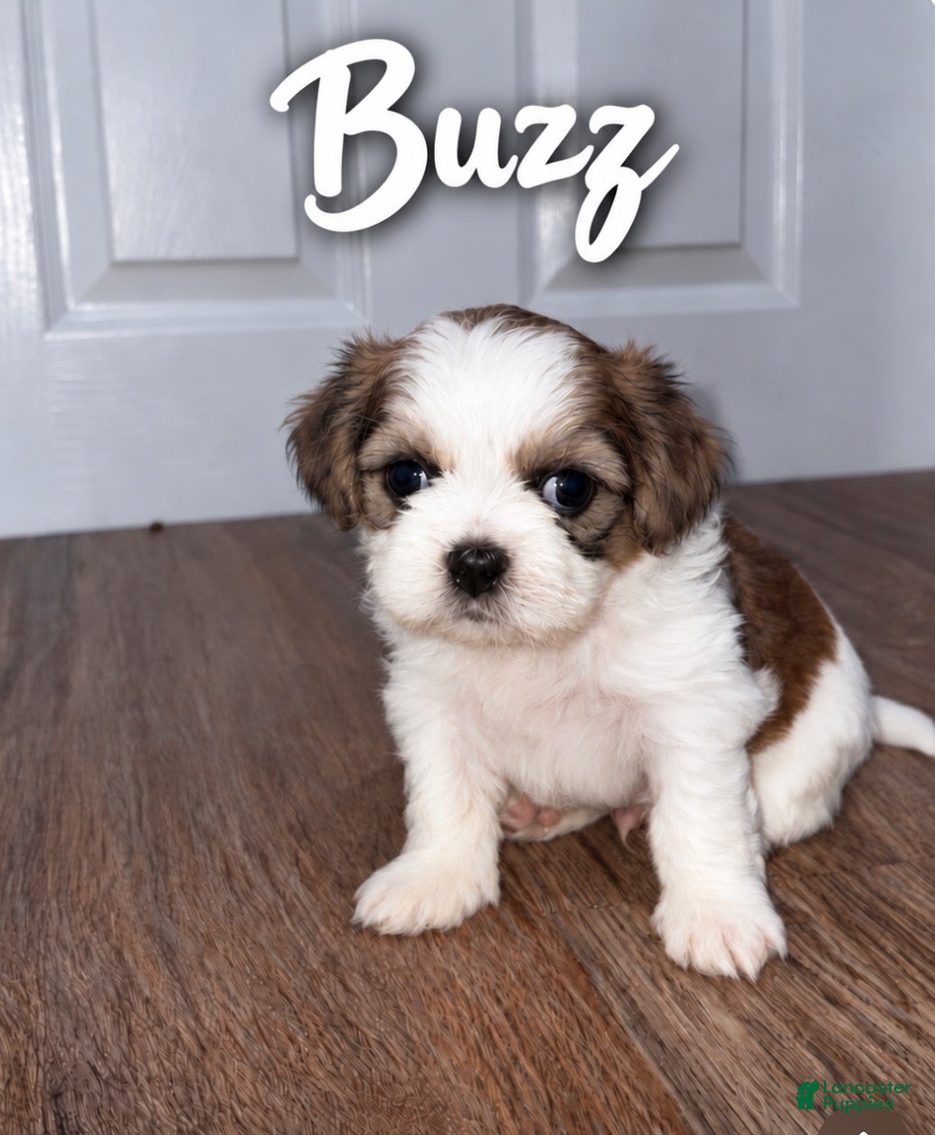 Shih Tzu dogs for sale: Buzz - Ad 2
