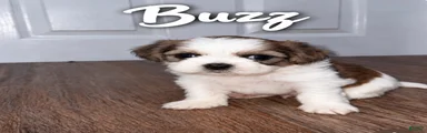 Buzz