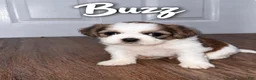 Shih Tzu dogs for sale: Buzz - Ad 1