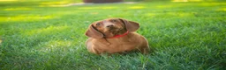 Miniature Dachshund dogs for sale: Clifford Miniature Dachshund  - Ad 8