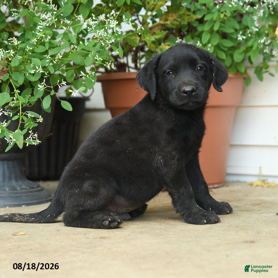 Labrador Retriever dogs Pierce - Ad 2