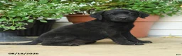Labrador Retriever dogs for sale: Pierce - Ad 2