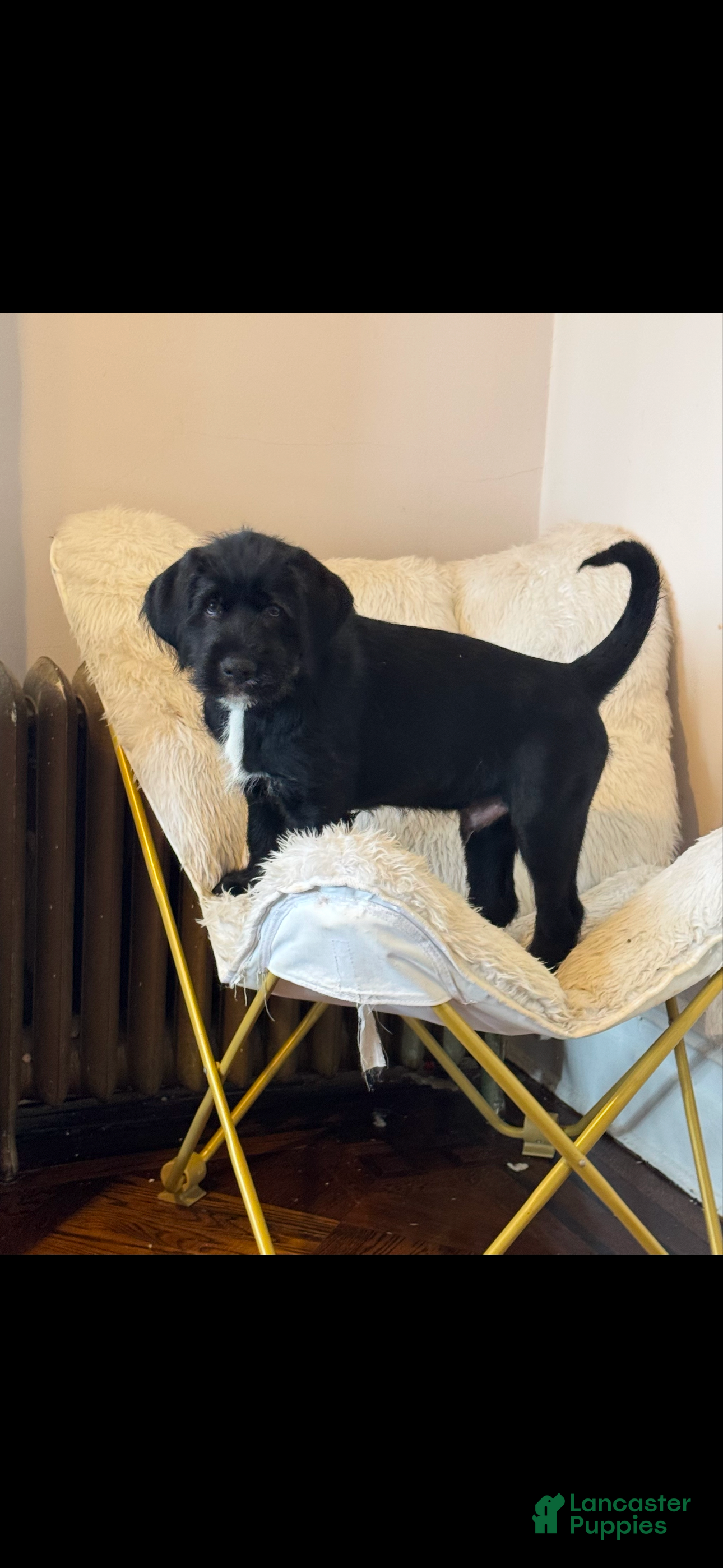 Mixed Breed dogs Gray Collar - Ad 19