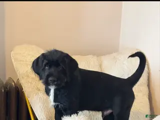 Mixed Breed dogs Gray Collar - Ad 19