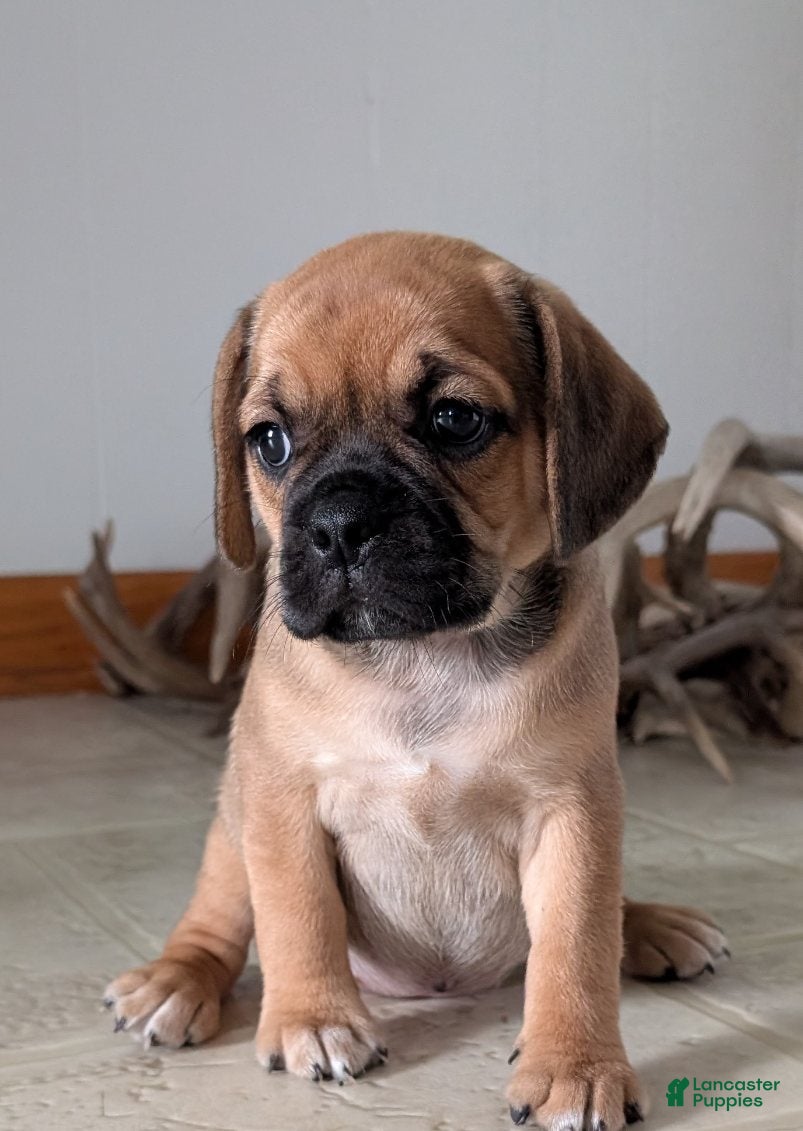 Puggle dogs Kati - Ad 2