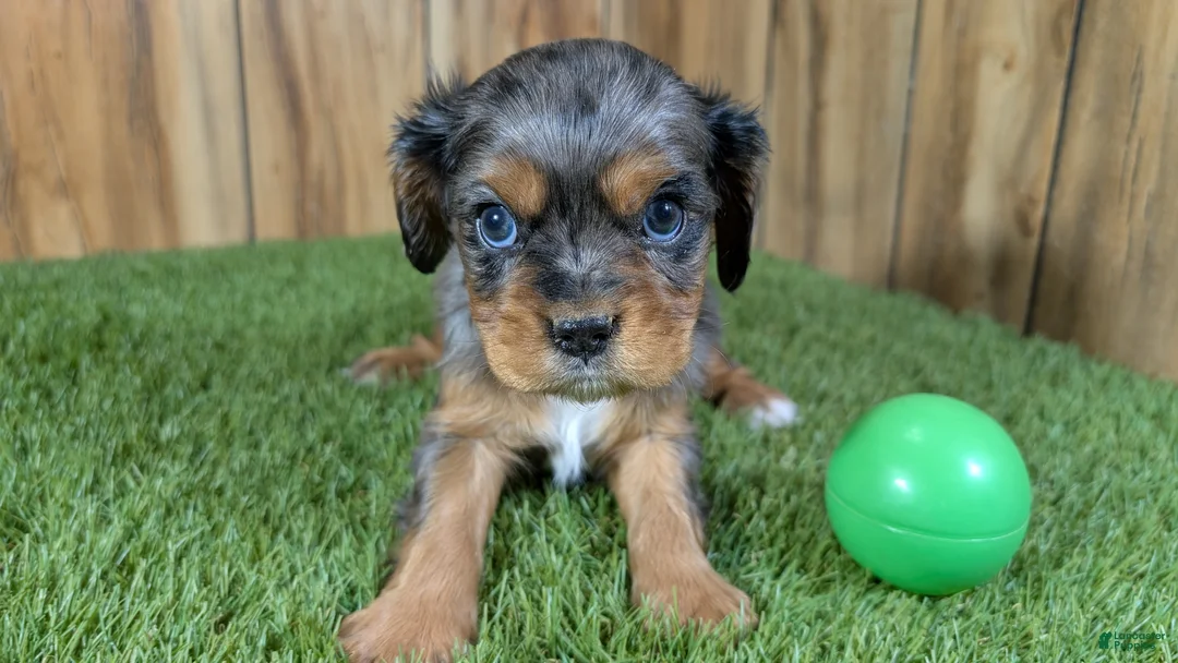 Cavalier King Charles Spaniel dogs for sale: Bertha Boy 3 - Ad 1