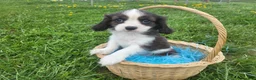 Cavalier King Charles Spaniel dogs for sale: Cavalier King Charles Spaniel Puppy 1 - Ad 2