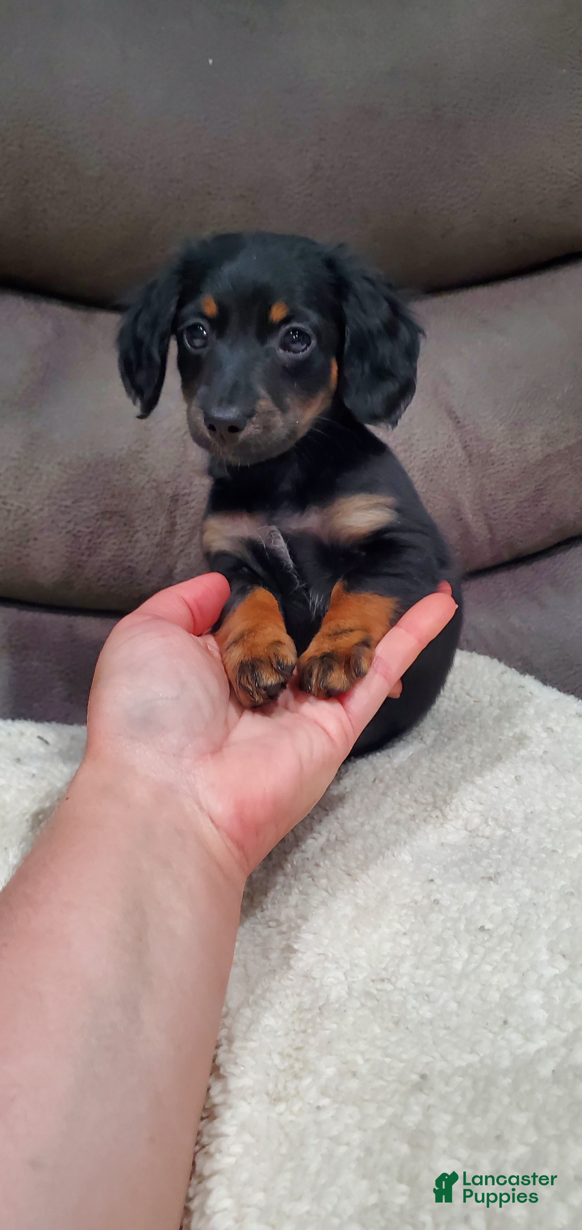 Miniature Dachshund dogs Inka - Ad 2