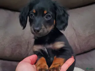 Miniature Dachshund dogs Inka - Ad 2