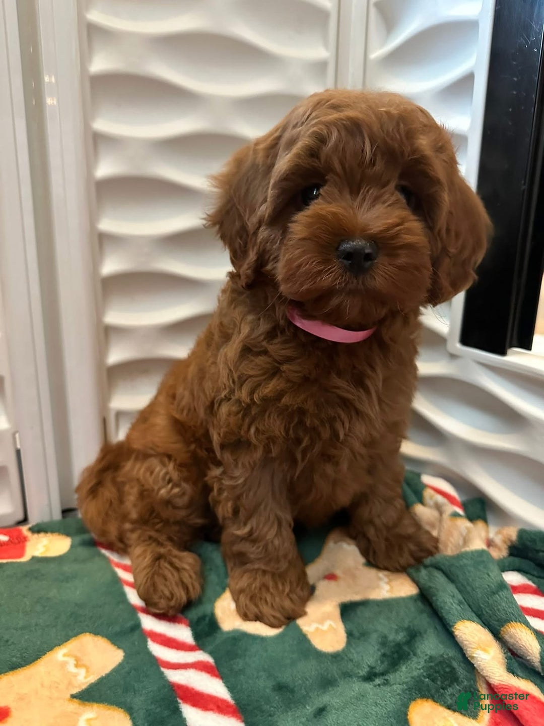Cavapoo dogs for sale: Brittany - Ad 1