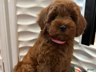 Cavapoo dogs Brittany - Ad 17