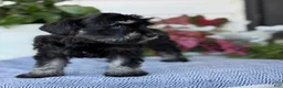 Miniature Schnauzer dogs for sale: Lorri - Ad 4