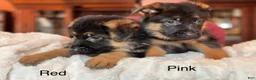German Shepherd dogs for sale: German Shepherd Puppy 6 - Ad 2