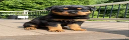 Rottweiler dogs for sale: Hazel - Ad 2