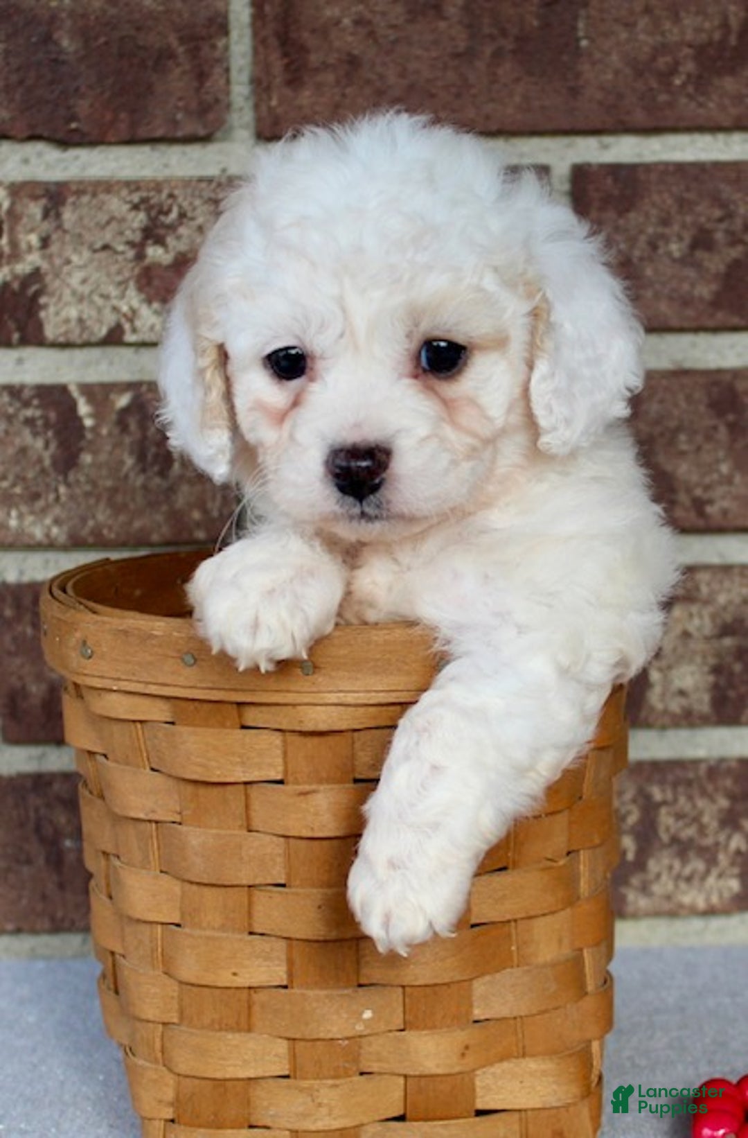 Miniature Poodle dogs for sale: Sparky - Ad 8