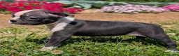 Boston Terrier dogs for sale: Toasted Marshmallow - Ad 5