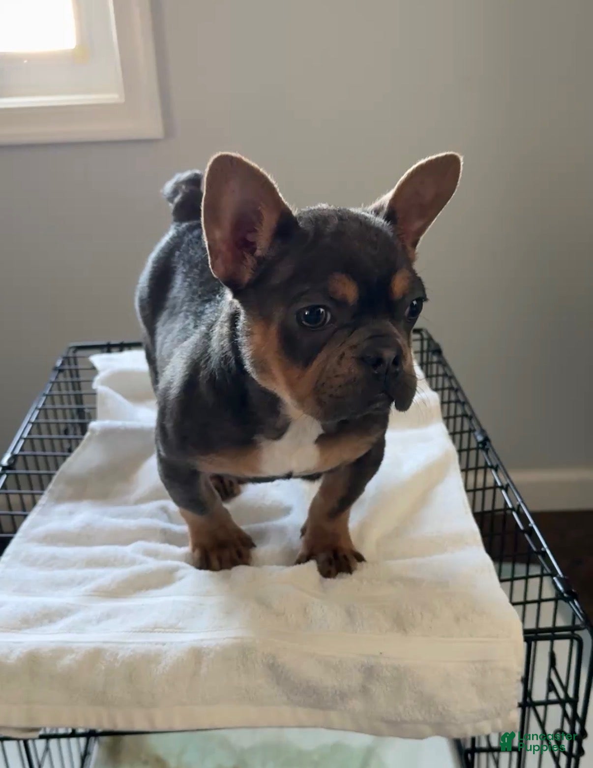 French Bulldog dogs French Bulldog Puppy 1 - Ad 22