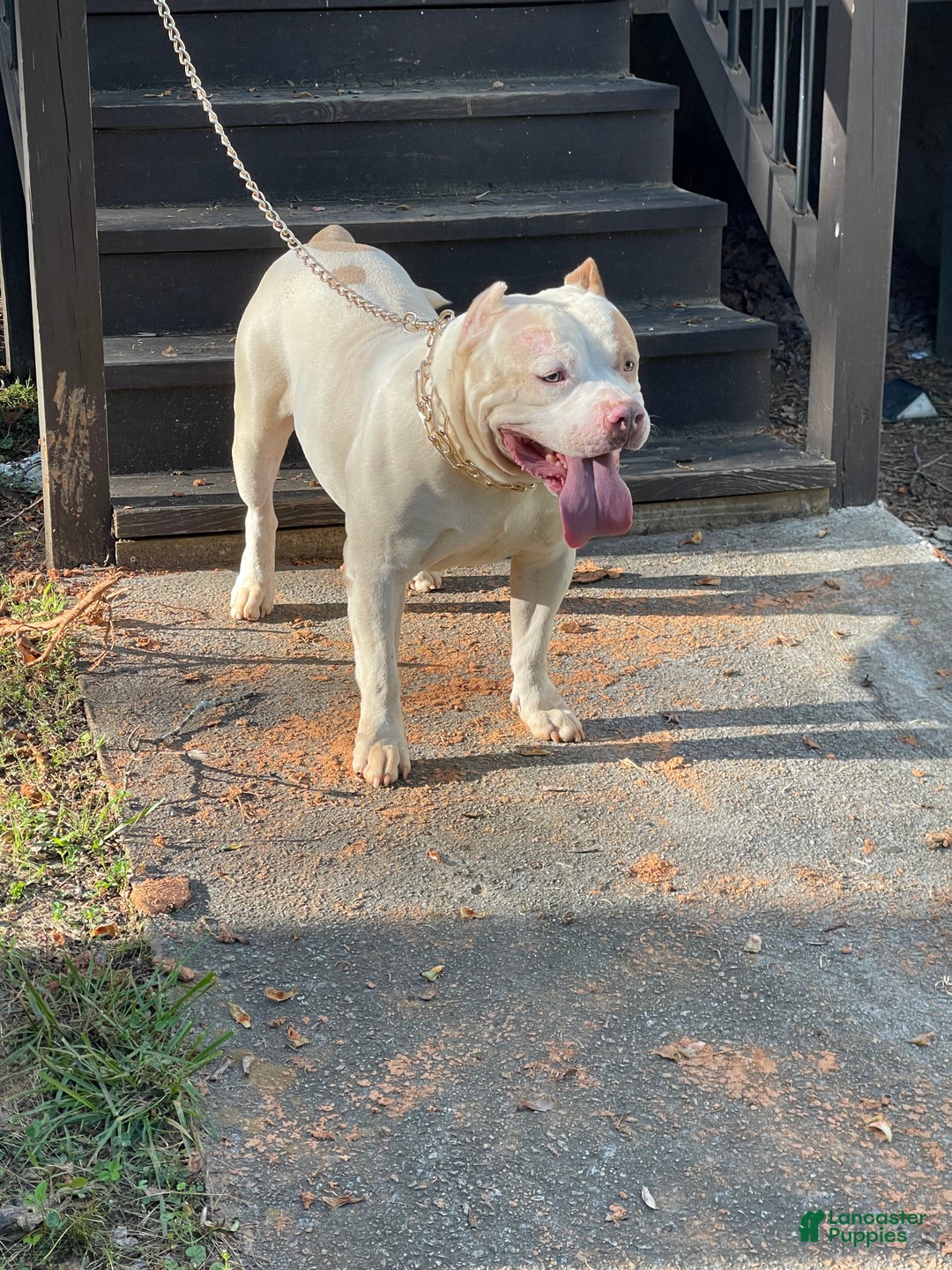 Gallery Image {{count}}