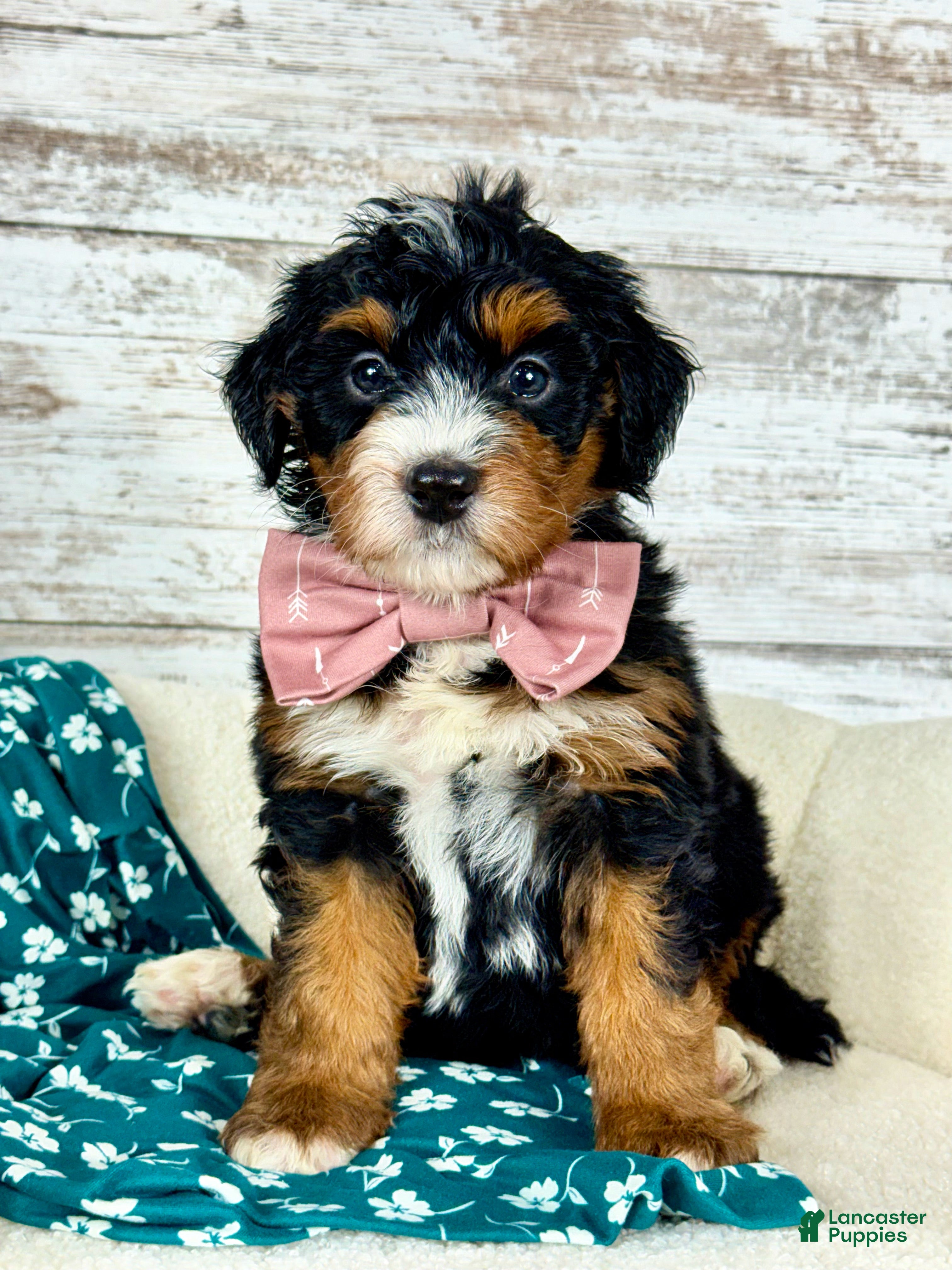 Mini Bernedoodle dogs 🌹Rosie - Ad 1