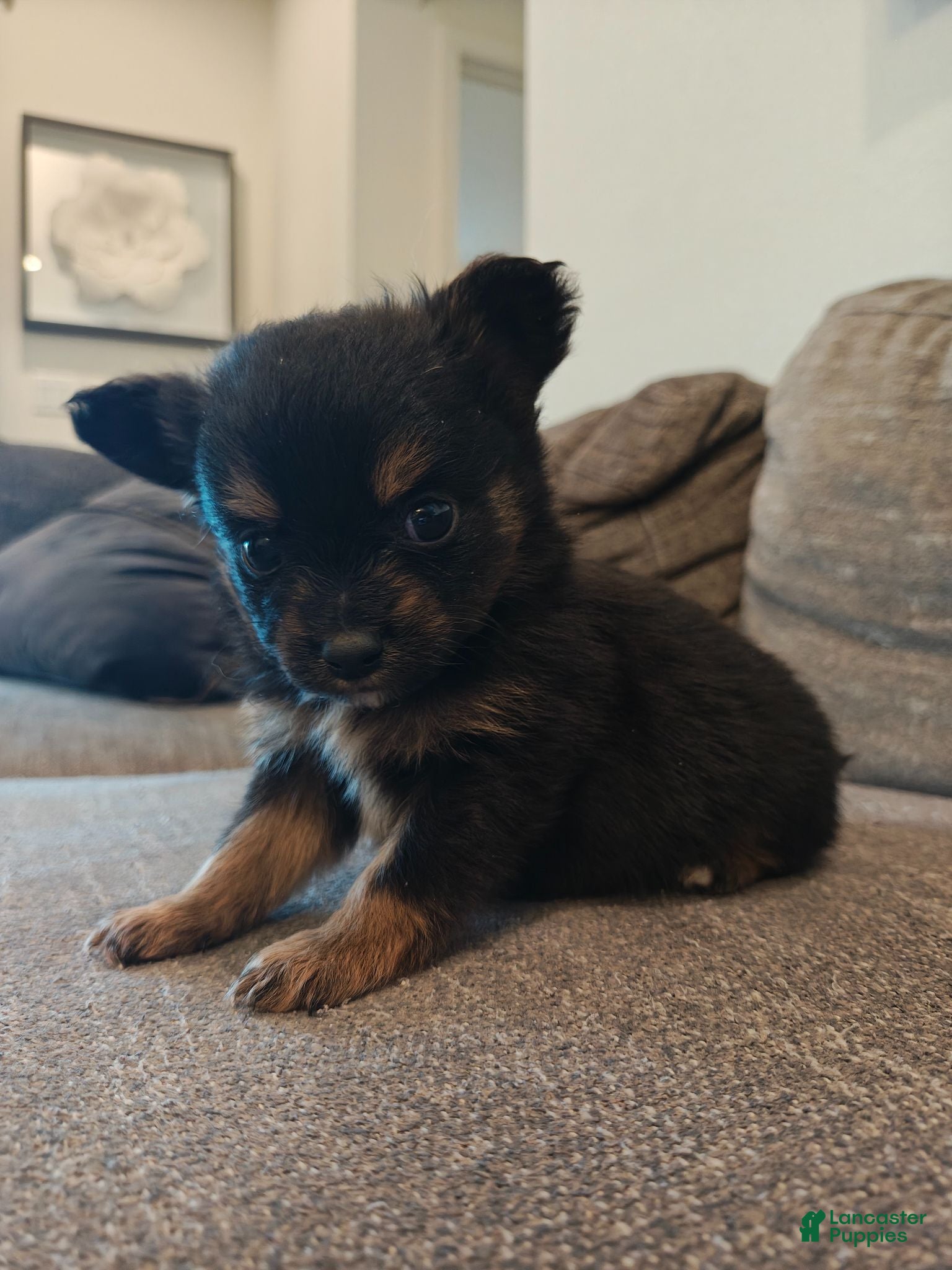 Pomeranian dogs Pomeranian 1 - Ad 6