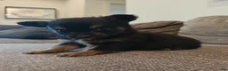 Pomeranian dogs for sale: Pomeranian 1 - Ad 1
