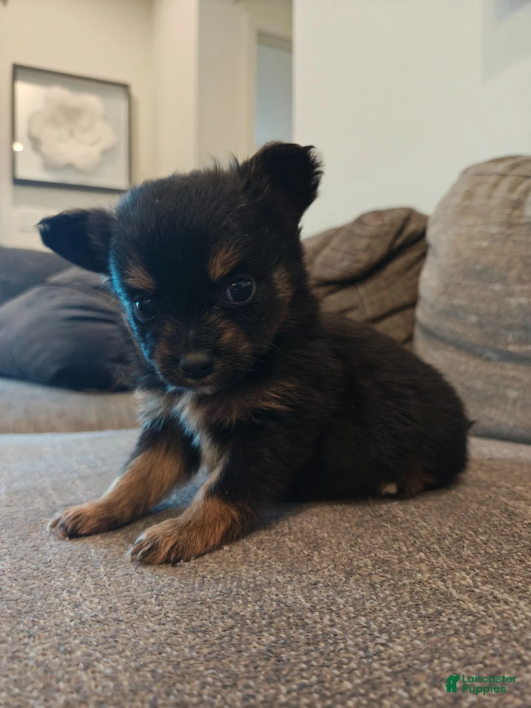 Pomeranian dogs for sale: Pomeranian 1 - Ad 1