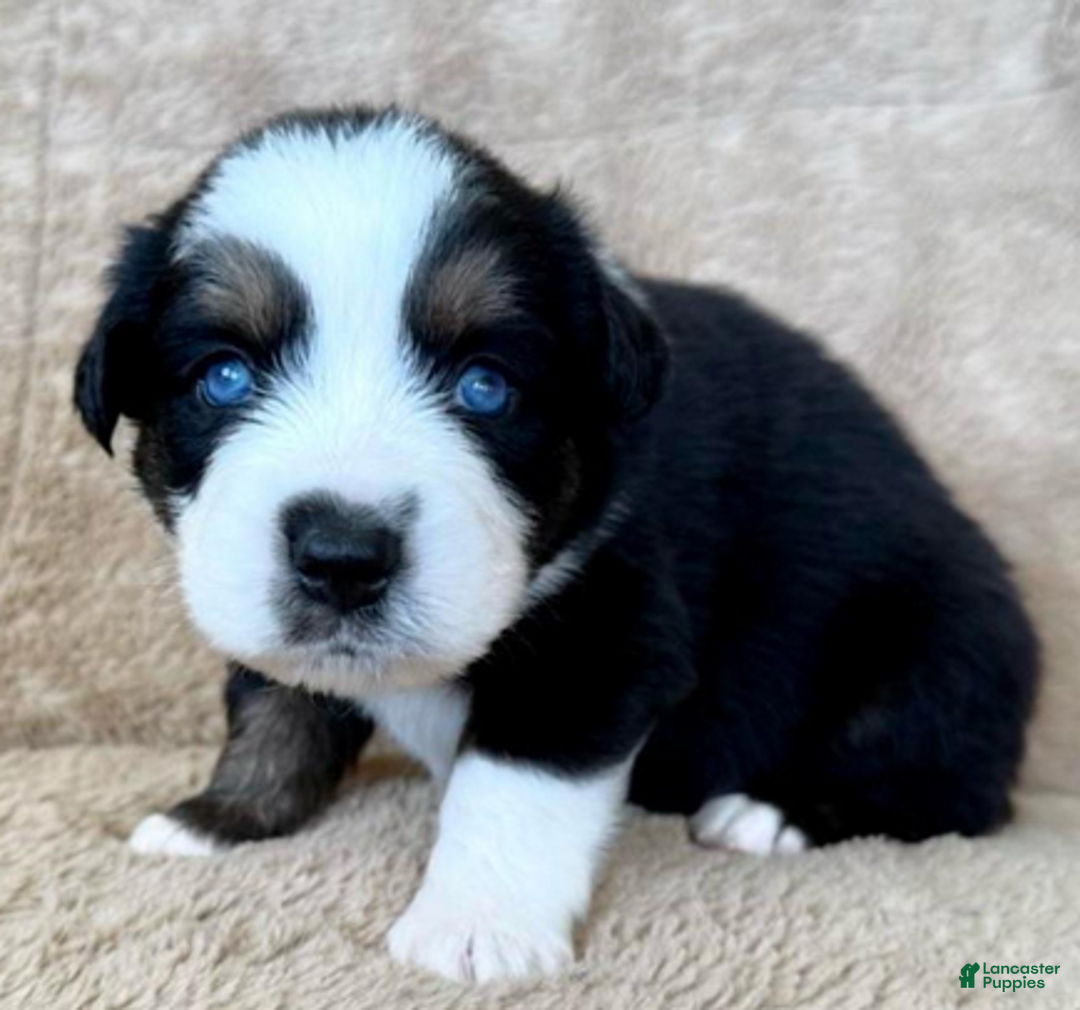 Miniature Australian Shepherd dogs for sale: Uncle Chad - Ad 4