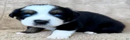 Miniature Australian Shepherd dogs for sale: Uncle Chad - Ad 4