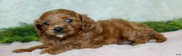 Cavapoo dogs for sale: Cavapoo 1 - Ad 5