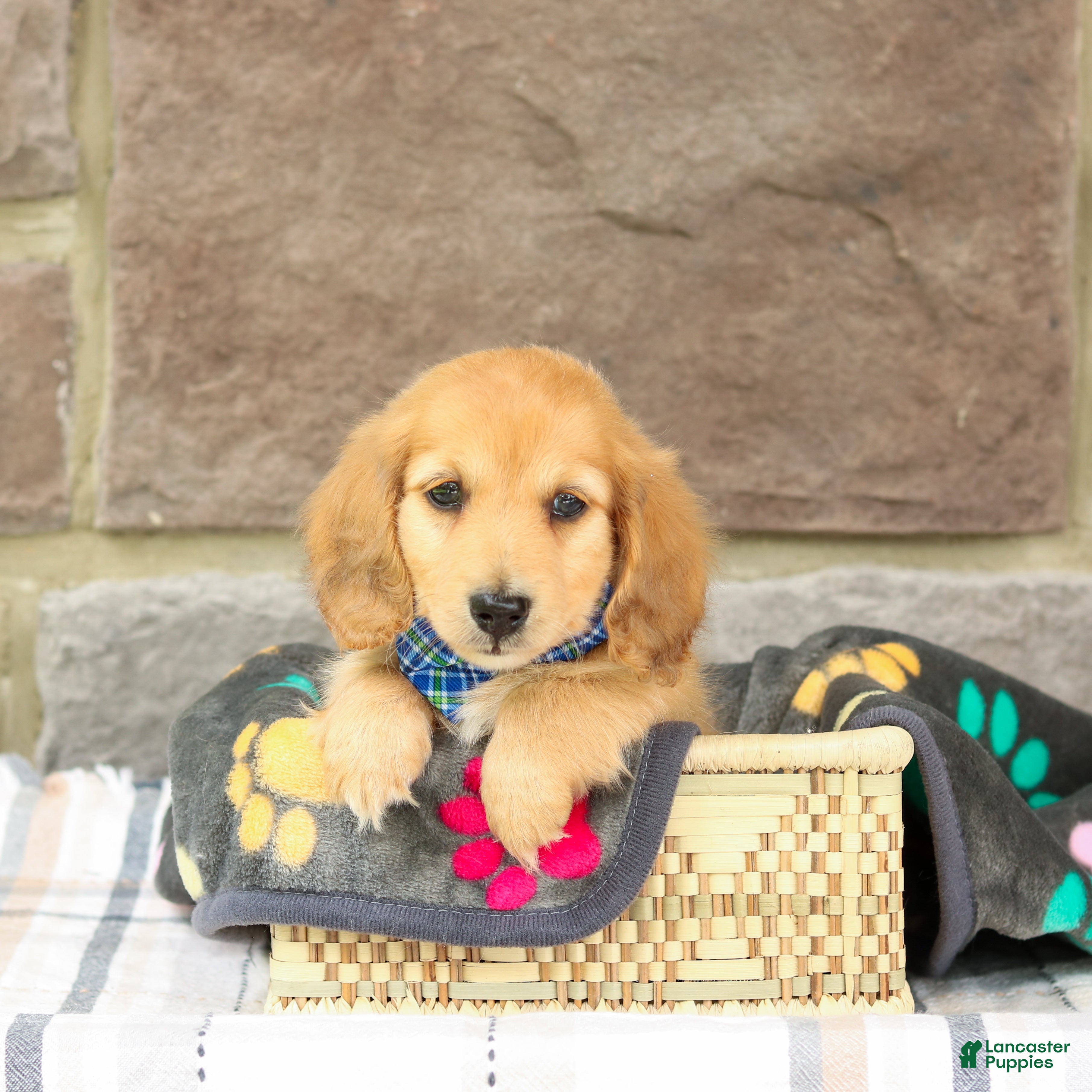 Miniature Dachshund dogs Pepper - Ad 1