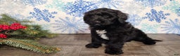 Mini Bernedoodle dogs for sale: Grace - Ad 12